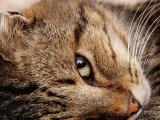 Gros plan sur la tête d'un chat allongé en train de regarder de profil vers le photographe