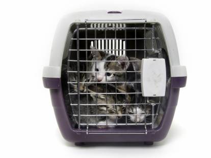 Importation d'un Chat