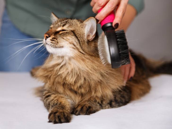 Brosser les poils de son chat avec une brosse pour chat