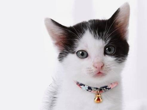 La clochette pour collier pour chat, un accessoire de mode fashion