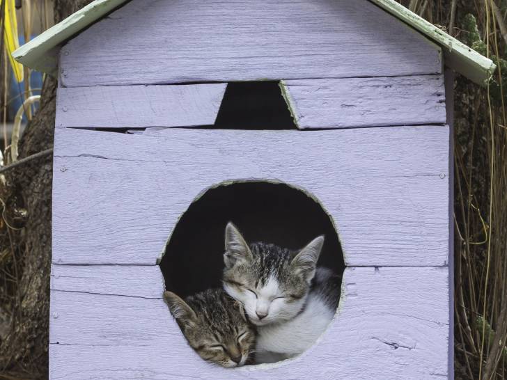 Les Niches Cabanes Maisonnettes Et Domes Pour Chats