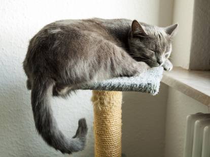Un chat gris endormi au sommet d'un arbre à chat