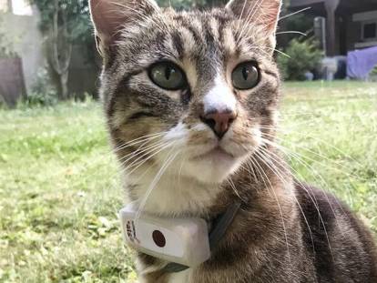 Les colliers connectés GPS pour chats
