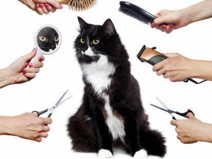 Les accessoires pour toiletter son chat : ciseaux, brosse, peigne, démêloir...
