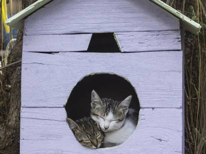 Les niches, cabanes, maisonnettes et dômes pour chats