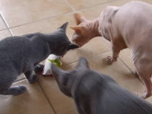 Un trio de chats découvrent un coussin de valériane