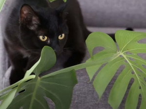De nombreuses plantes inoffensives ou utiles pour son chat