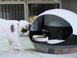 Comment nourrir son chat automatiquement avec Catspad