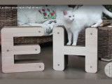 « Homycat », des accessoires design pour votre chat