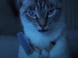 Weenect Cats, une balise GPS pour garder le contact avec son chat