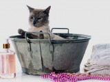 Les shampoings pour chats