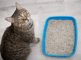 Un chat gris tabby à côté de sa litière