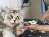 Couper les poils de son chat avec des ciseaux pour chat