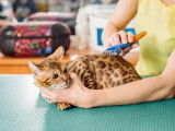 Enlever les poils morts d’un chat avec une étrille pour chat