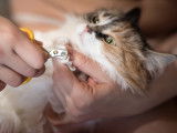 Couper les griffes de son chat avec un coupe-griffes pour chat