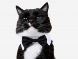 10 accessoires et vêtements pour donner un look de star à son chat