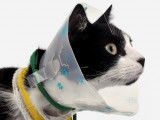 Un chat qui porte une collerette