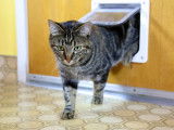 Chatière pour chat : la choisir, l'installer et l'y habituer