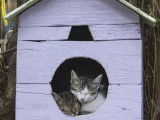 Niche pour chat : comment la choisir et l'utiliser