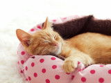 Panier pour chat : choix, emplacement, entretien...