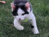 Test du traceur GPS Weenect, pour ne pas perdre son chat