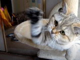 Ce chaton British Shorthair joue avec un plumeau dans l'arbre à chat