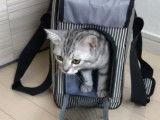 Ce chat American Shorthair sort de sa boite de transport