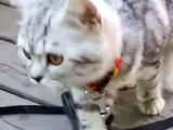 Chat British Shorthair qui se balade avec un harnais