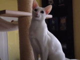 Un chat Foreign White détendu sur son arbre à chat