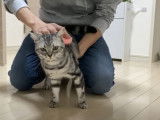 Un chat American Shorthair se fait brosser le poil