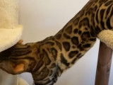 Un Bengal se balade dans l'arbre à chat