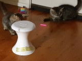 Des chatons Sibériens s'amusent avec un laser