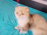 Un chaton Chinchilla adore jouer avec un plumeau
