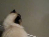 Un laser rend fou un chat Himalayen