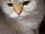 Un British Shorthair fait ses griffes sur un grattoir
