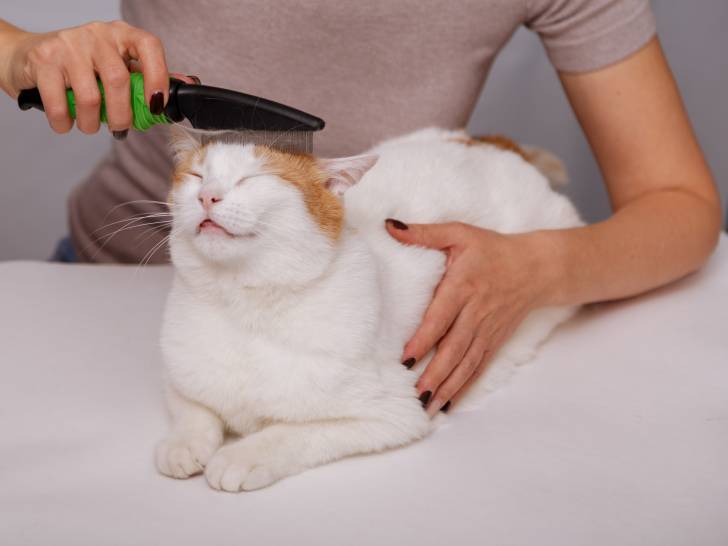 Démêler les poils de son chat avec un peigne pour chat