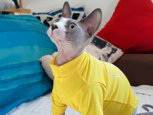 Le T-shirt anti-UV pour chat