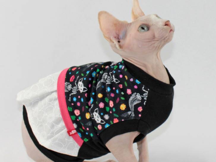La robe pour chat