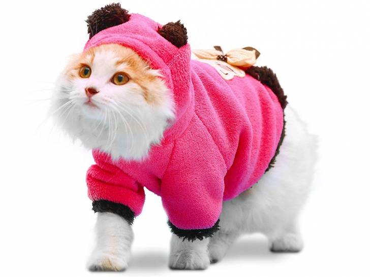 Le manteau pour chat, un accessoire de mode fashion