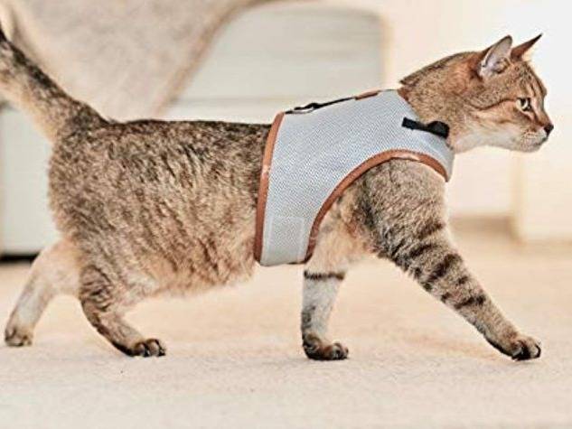 Le harnais pour chat, un accessoire de mode fashion