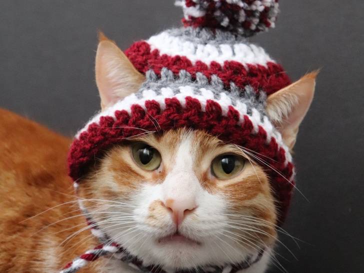Le bonnet ou chapeau pour chat, un accessoire de mode fashion