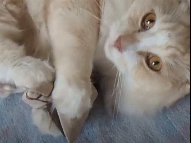 Les effets excitants de la valériane sur un chat (vidéo)