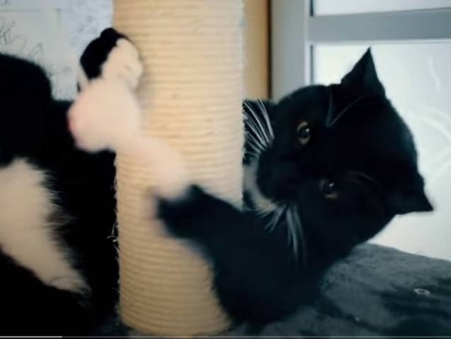 LE MEILLEUR CADEAU POUR CHAT 😺, Voici le meilleur cadeau pour chat, vous  validez ? 😸, By Norman fait des vidéos