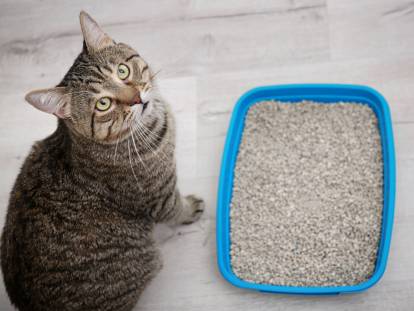 La litière du chat : emplacement, matériaux, entretien...