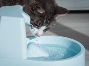 Un chat buvant à une fontaine