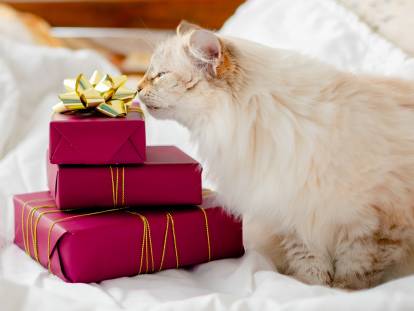 Un chat blanc reniflant des cadeaux