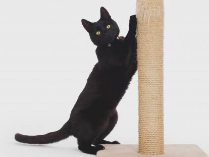 Un chat noir faisant ses griffes sur un arbre à chat