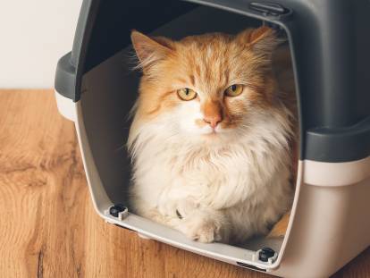 Transporter son chat : cage et sac de transport