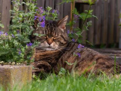 Un chat allongé à côté de plants de cataire