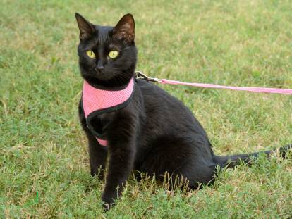 Un chat noir avec un harnais rose